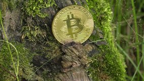 No1 crypto currency BTC. Golden Bitcoin lies on a tree. BTC golden coin as symbol of electronic virtual money for web banking and international network payment. 4K, Panning, Closeup, Macro.
 - Powered by Shutterstock - Get 15% off with code: PIKWIZARD15