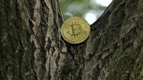 No1 crypto currency BTC. Golden Bitcoin lies on a tree. BTC golden coin as symbol of electronic virtual money for web banking and international network payment. 4K, Panning, Closeup, Macro.
 - Powered by Shutterstock - Get 15% off with code: PIKWIZARD15