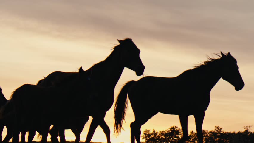 Herd of wild horses moving through the yellow hills, during pink sunset. Wild animals, wild places, running stallions Royalty-Free Stock Footage #1012965572