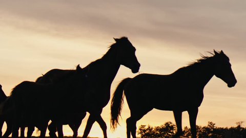 Herd of wild horsesing through the yellow hills, during pink sunset. Wild animals, wild places, running stallions