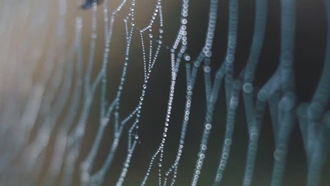 nature, close up of a spider web with dew drops slow motion