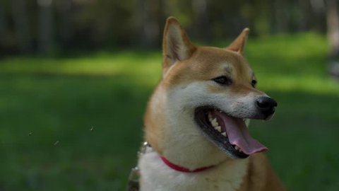 Red dog breed Shiba Inu sits on the grass with his tongue hanging out. Walking with a dog during self-isolation due to coronavirus or covid-19. Quarantine