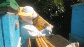 the beekeeper working in the apiary bees fly swarm multi colored beehive slow motion video. bee-maker beekeeper man working beeper wooden hives smoker device for repelling lifestyle evil bees