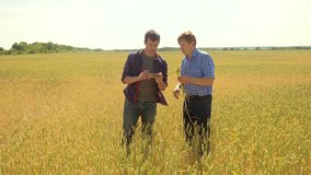 old two farmers explore are studying to your smartphone. man Wheat Field summer in the field wheat bread. slow motion video. farmer Smart farming ecology concept. agriculture worker working in the