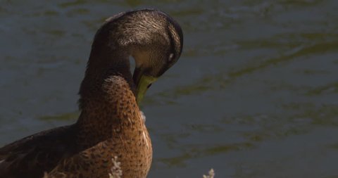 Mallard female duck preens breast feathers close up slow motion
