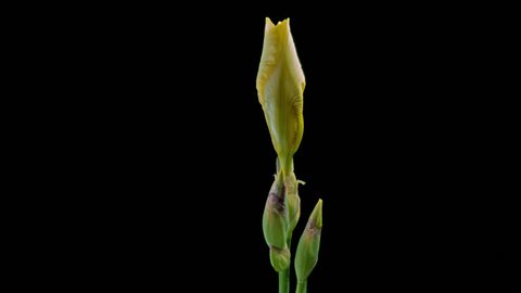 Yellow iris blossoming time lapse on a black background