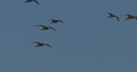 Icelandic Black-Tailed Godwits birds in flight slow motion

