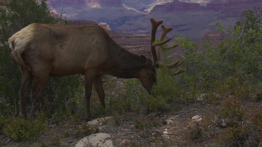 Elk eating grass at the Grand canyon national park