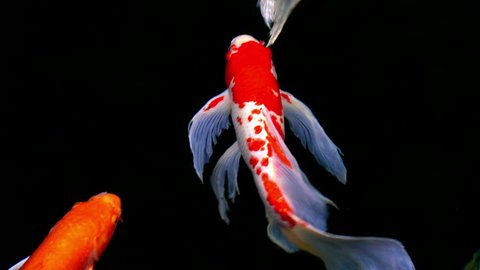 Koi, Fancy carps fish are swimming in water