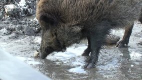 Video of Wild Pig