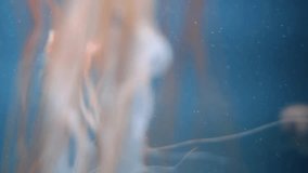 Video of Jellyfish Close