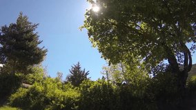 Video of Sunshine Tree