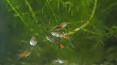 Female and several males of guppy in aquarium.