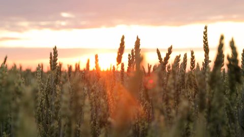 Wheat field at sunset on a warm spring wecar. The sun's rays pass through the ears of wheat.