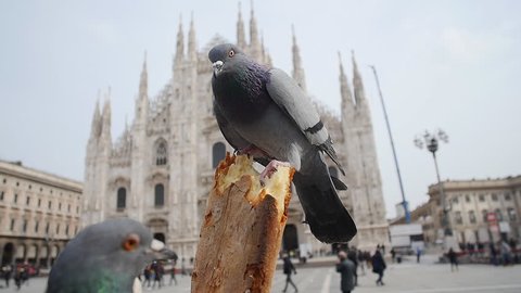 Pigeons eat bread on the Duomo Cathedral Milan