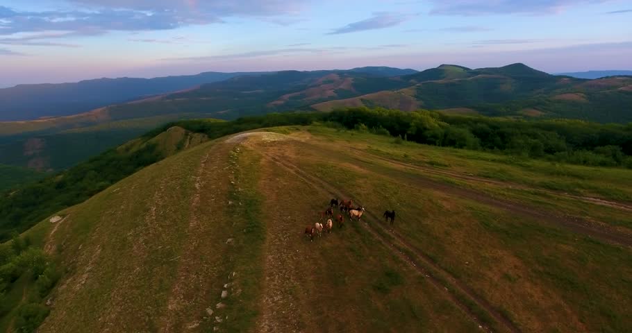 Aerial panorama pictorial hilly landscape and herd of wild horses grazing at dawn under boundless sky with sunrise light