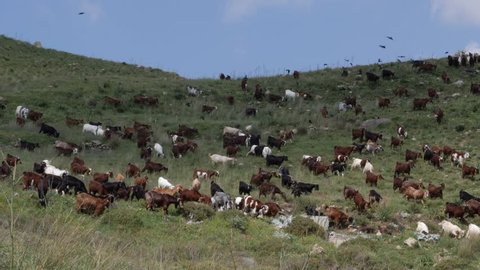A large herd of goats walking across the mountainside