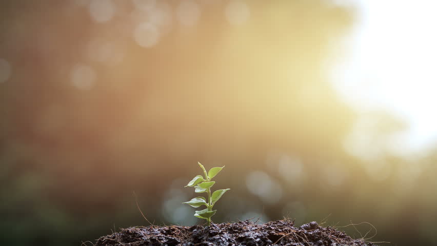 Hand of boy watering a young plant tree growing on fertile soil in the morning light, Conservation of Natural Resources, Planting the trees, protect nature, sustainability, Save the Earth. Slow Motion Royalty-Free Stock Footage #1013018885