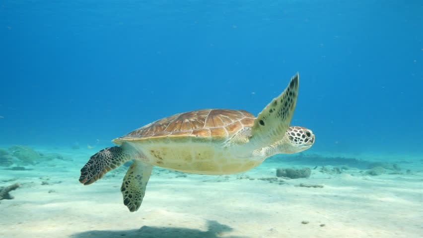 Green Sea Turtle Swim in Stock Footage Video (100% Royalty-free ...