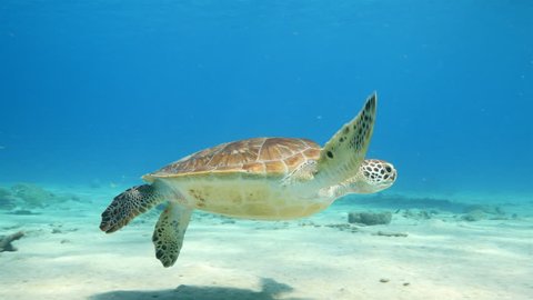 Green Sea Turtle swim in shallow water of the coral reef in the Caribbean Sea at scuba dive around Curacao /Netherlands Antilles