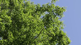 green birch forest landscape, video