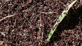 ants in an anthill top view of a large, video