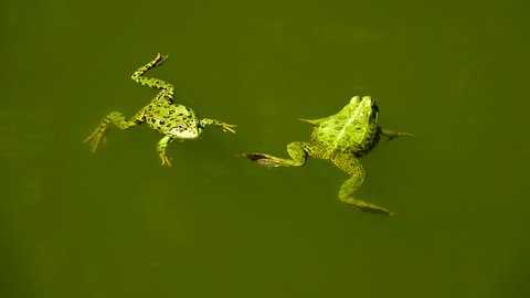 カエルジャンプアニメーションシーケンスのカートーンベクターイラスト のベクター画像素材 ロイヤリティフリー