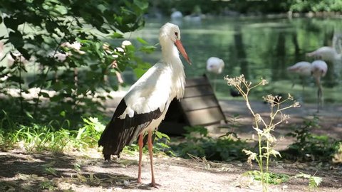 Harmony in nature. Lonely white stork in the morning park