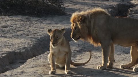 two lions mating at sunrise in the african bush 