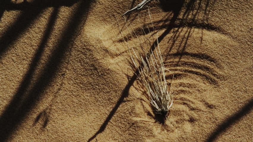 Wind swept grass create interesting scratch circles and arcs in the desert sand.