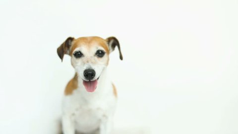 Adorable small dog on white background. Running and jumping. Happy smiling mood. Video footage