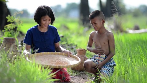 lifestyle of Southeast Asian people,Sister and brother farmer doing a rice threshing with old style of Thailand in the rice field countryside of Thailand. Agriculture and sufficient life concept.