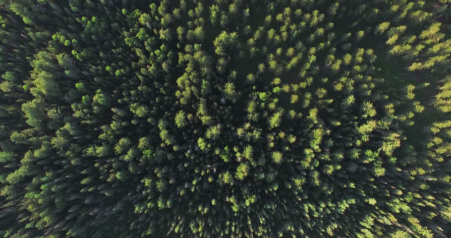 Aerial View Looking Straight Down At Forest Trees - Northern Ontario Canada