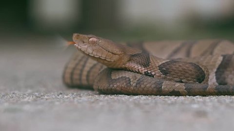 Venomous Copperhead Snakes