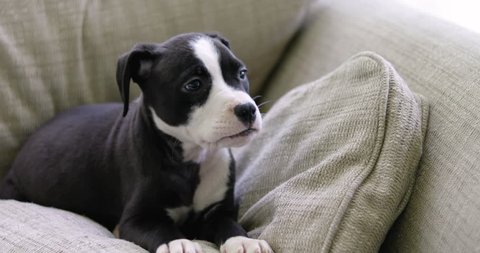 Pit bull puppy on a pillow looking puzzled with her head cocked to the side