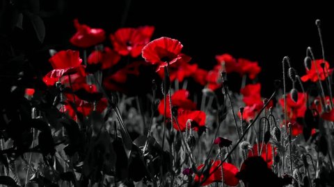 Poppies in the moonlight.Night shooting of colors.Red poppy in the moonlight.Contrasting, red color on a black background.