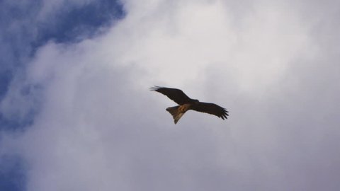 A long shot of a brown eagle flying at the clouds in slow motion
