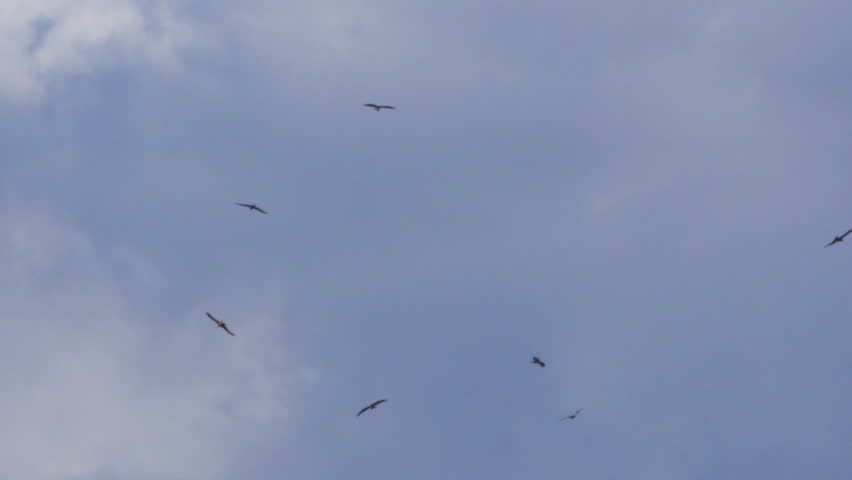 flock seagulls eating locusts corn field Stock Footage Video (100% ...