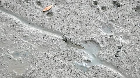 Mudskipper (fish) is using fins to walk on mudflats of mangrove forests in Thailand.