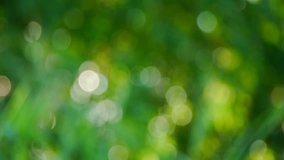 blurred green nature bokeh movement background footage video clip