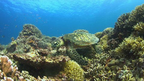 4K, Hawksbill turtle swimming on a Coral reef. Close up