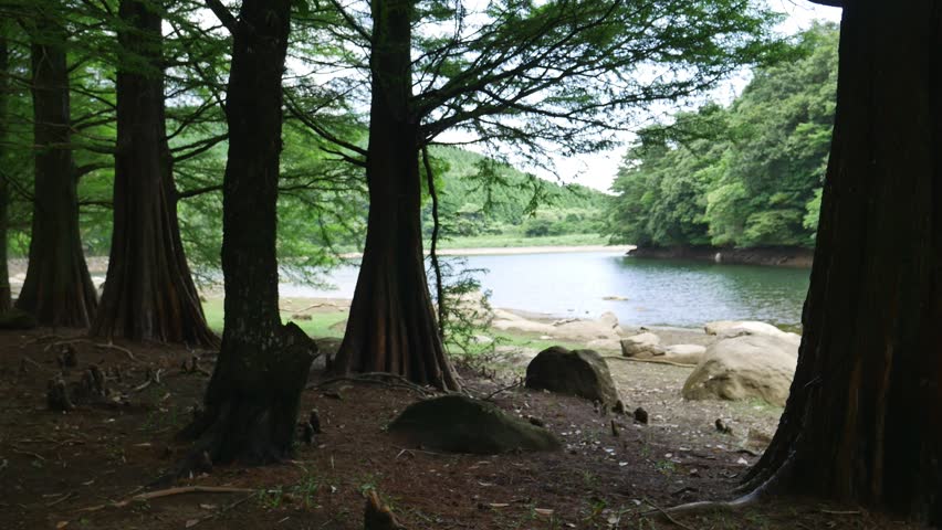 Bald cypress are beside a reservoir. without sounds.