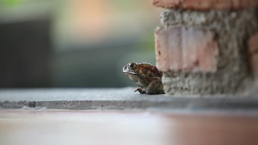 Frog on concrete