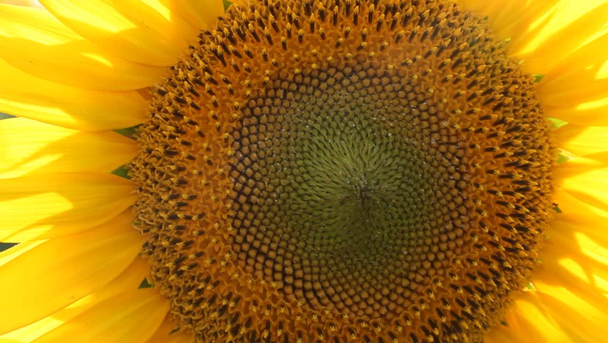 Sunflower swaying in the wind | Shutterstock HD Video #1013087621