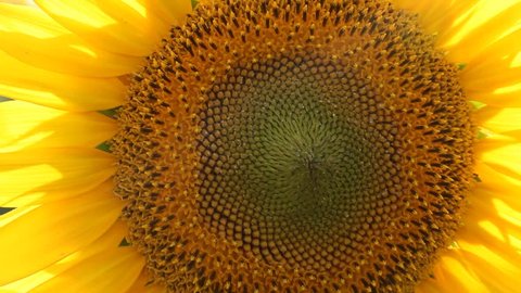 Sunflower swaying in the wind