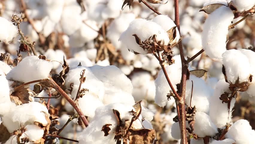Фон хлопковое поле. Хлопковое поле. Хлопчатник греции. Тонковолокнистый хлопок. Из чего делают хлопковые кустики.