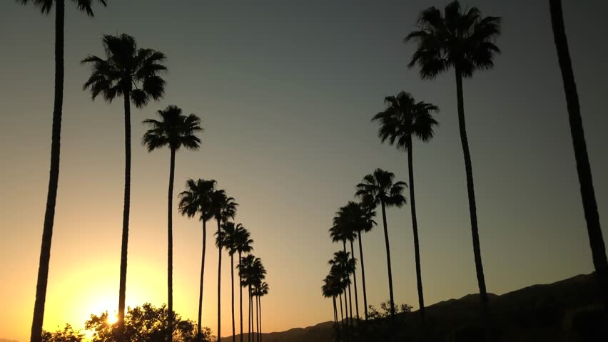 4k California Palm Trees Sunset Stock Footage Video 100