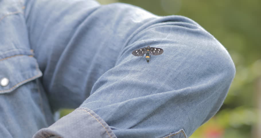 Ungraded Flat Video, yellow belted burnet (Amata phegea, formerly Syntomis phegea) on the handle of a girl