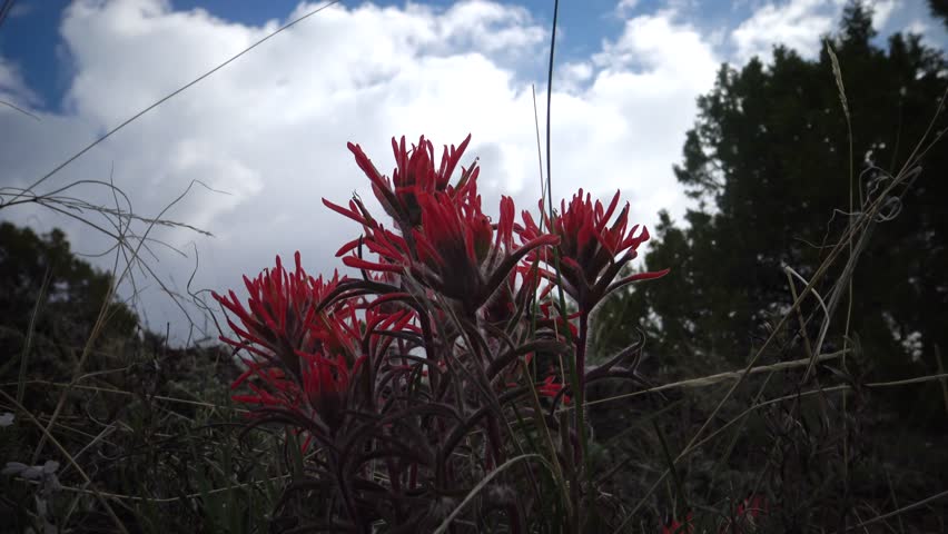 Wild plants and flowers, flora of the state of Utah. Red flowers, Utah wildlife, USA