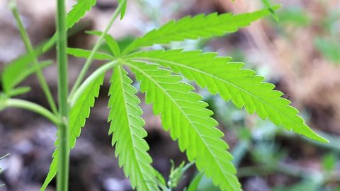 green leaves and cones of wild hemp
